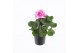 Pelargonium zonale grp f1 bicolour purple longlife 