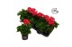Pelargonium zonale grp f1 bicolour pink longlife 