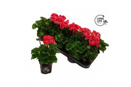 Pelargonium zonale grp f1 bicolour pink longlife