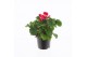 Pelargonium zonale grp f1 bicolour pink longlife 