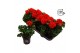 Pelargonium zonale grp f1 dark red longlife 
