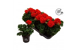 Pelargonium zonale grp f1 dark red longlife