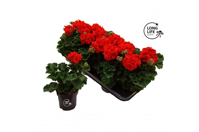 Pelargonium zonale grp f1 dark red longlife 