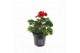 Pelargonium zonale grp f1 dark red longlife 