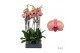 Phalaenopsis golden leopard 2 tak - 75/80cm 