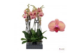 Phalaenopsis golden leopard 2 tak - 75/80cm