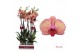 Phalaenopsis golden leopard 2 tak - 75/80cm 