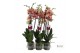 Phalaenopsis golden leopard 2 tak - 75/80cm 