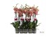 Phalaenopsis golden leopard 2 tak - 75/80cm 