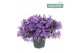 Campanula port. ambella lavender addenda 
