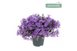 Campanula port. ambella lavender addenda