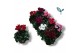 Cyclamen pers. super serie compact mix 