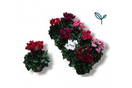 Cyclamen pers. super serie compact mix