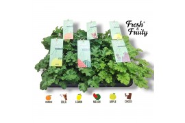 Pelargonium welrieke mix Fresh&Fruity® Mixtray