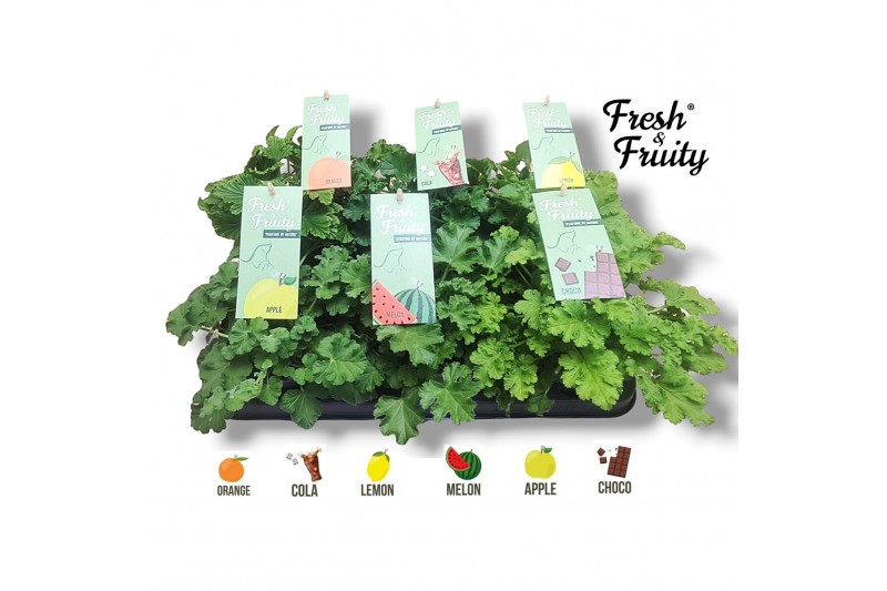 Pelargonium welrieke mix Fresh&Fruity® Mixtray 