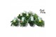 Pelargonium welrieke mix Fresh&Fruity® Mixtray 