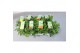 Pelargonium welrieke mix Fresh&Fruity® Mixtray 