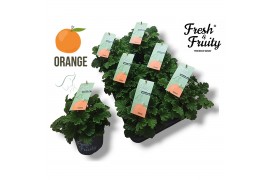 Pelargonium welrieke mix Fresh&Fruity® Orange Fresh