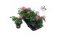 Pelargonium peltatum balkon lila longlife 