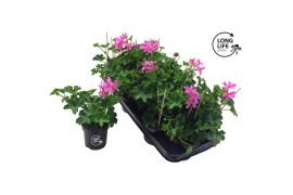 Pelargonium peltatum balkon lila longlife