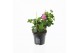 Pelargonium peltatum balkon lila longlife 