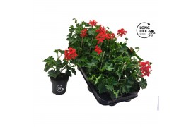 Pelargonium peltatum balkon rood longlife