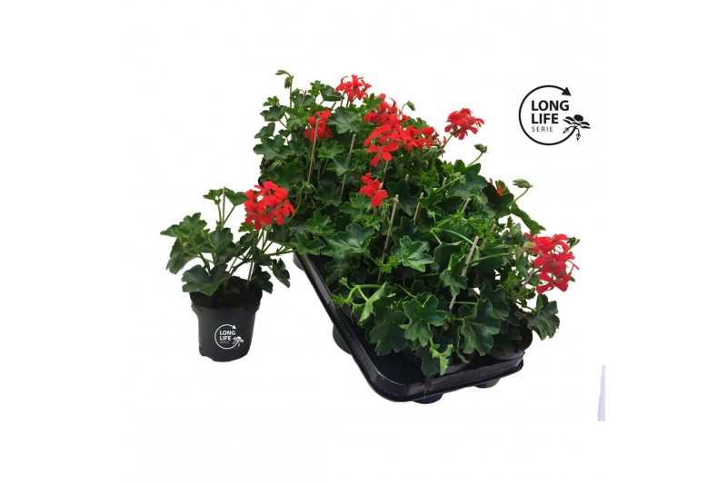 Pelargonium peltatum balkon rood longlife 