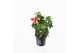 Pelargonium peltatum balkon rood longlife 