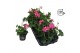 Pelargonium peltatum balkon roze longlife 