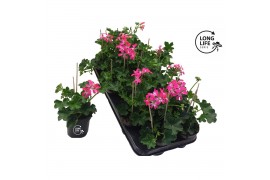 Pelargonium peltatum balkon roze longlife