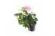 Pelargonium peltatum balkon roze longlife 