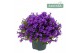 Campanula port. ambella intens purple 
