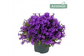 Campanula port. ambella intens purple