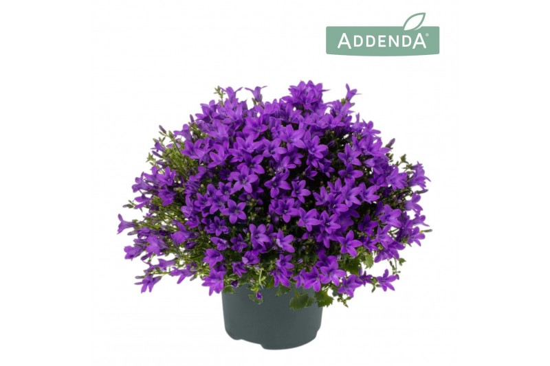 Campanula port. ambella intens purple 