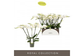Phalaenopsis wit Theatro Jazz - 5 tak, 24+ bloem