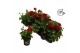 Pelargonium peltatum double dark red longlife 