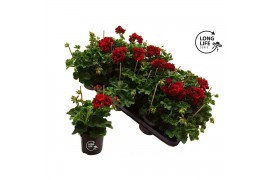 Pelargonium peltatum double dark red longlife