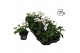 Pelargonium peltatum ville de dresden balkon white longlifre 