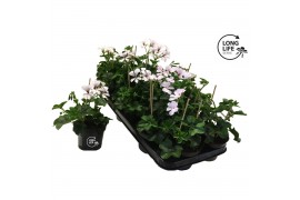 Pelargonium peltatum ville de dresden balkon white longlifre