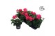 Pelargonium peltatum double pink longlife 