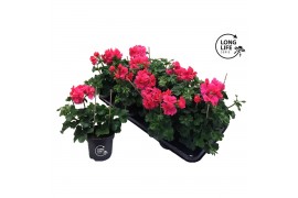 Pelargonium peltatum double pink longlife