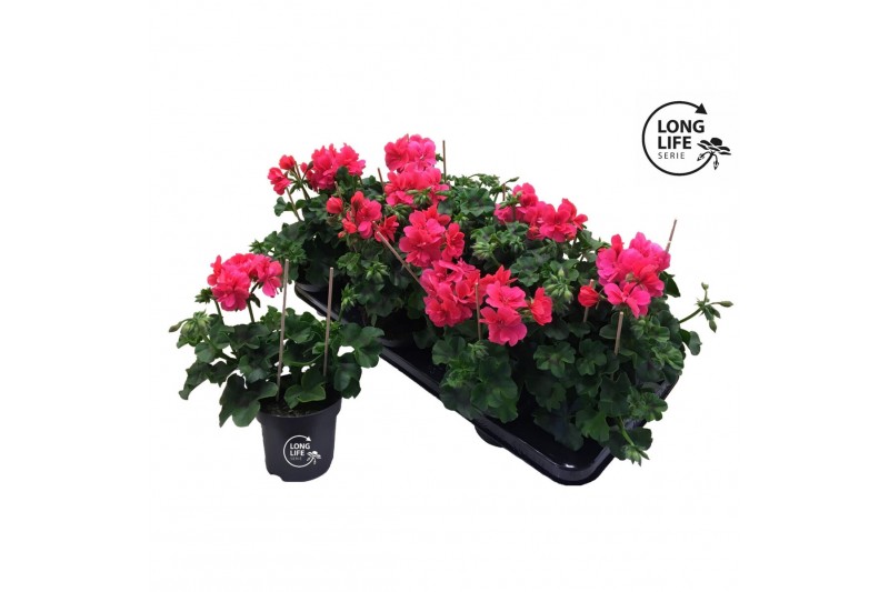 Pelargonium peltatum double pink longlife 