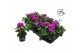 Pelargonium peltatum double purple longlife 