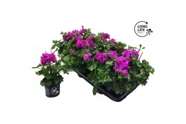 Pelargonium peltatum double purple longlife