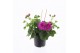 Pelargonium peltatum double purple longlife 