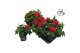 Pelargonium peltatum double red longlife 