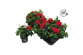Pelargonium peltatum double red longlife
