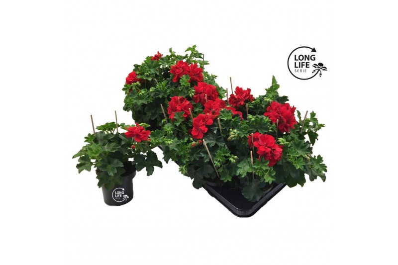 Pelargonium peltatum double red longlife 