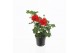 Pelargonium peltatum double red longlife 