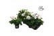 Pelargonium peltatum double white longlife 